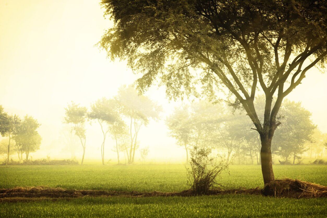 Environment & Sustainability