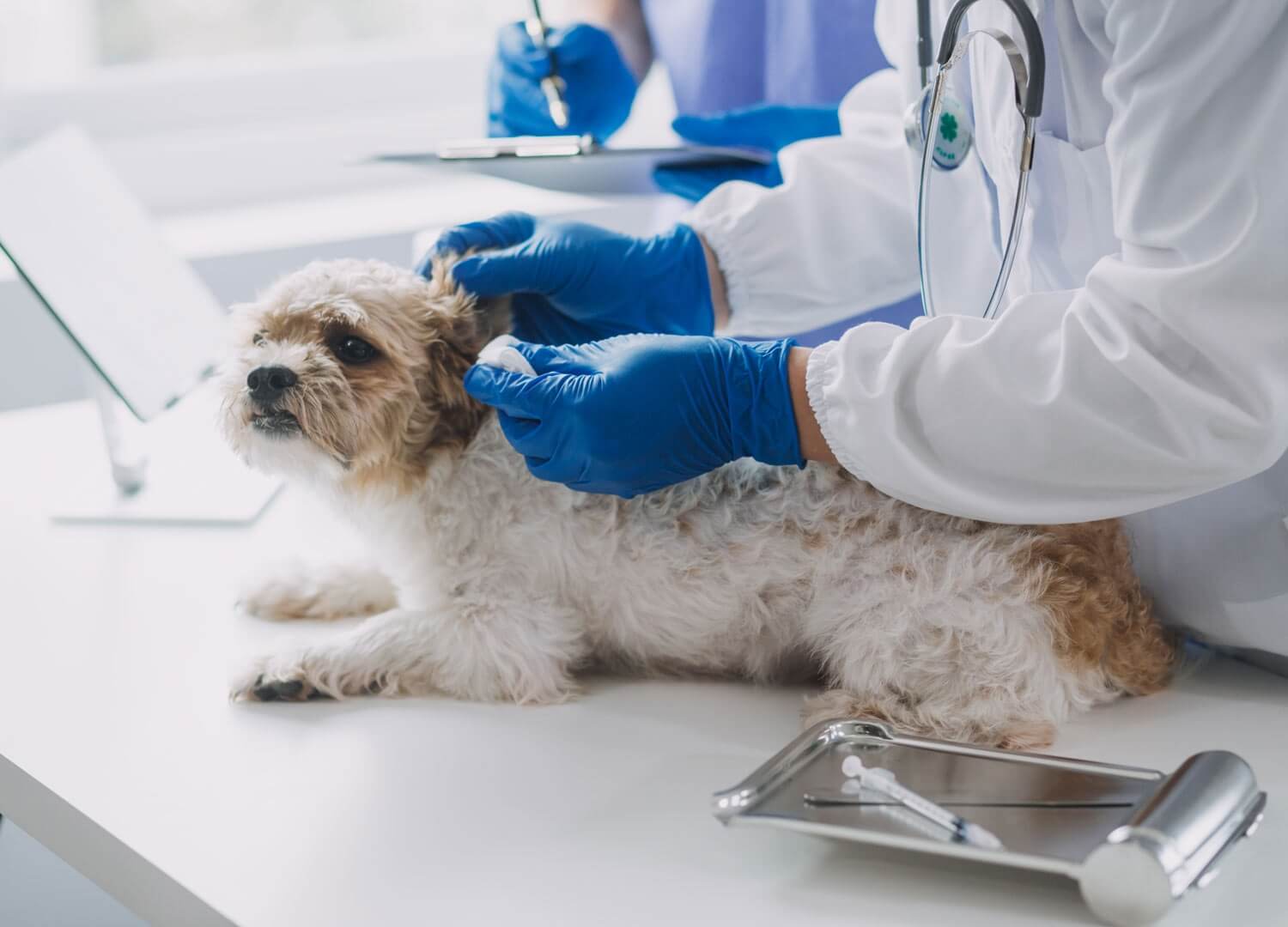 Pets & Animals
